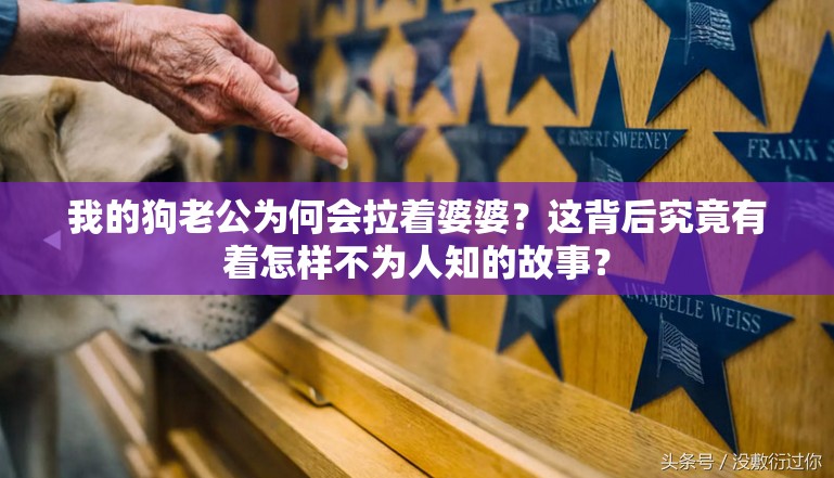 我的狗老公為何會(huì)拉著婆婆？這背后究竟有著怎樣不為人知的故事？