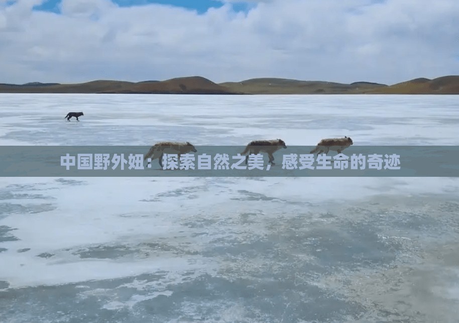 中國野外妞：探索自然之美，感受生命的奇跡