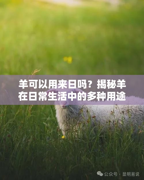 羊可以用來(lái)日嗎？揭秘羊在日常生活中的多種用途與實(shí)用技巧