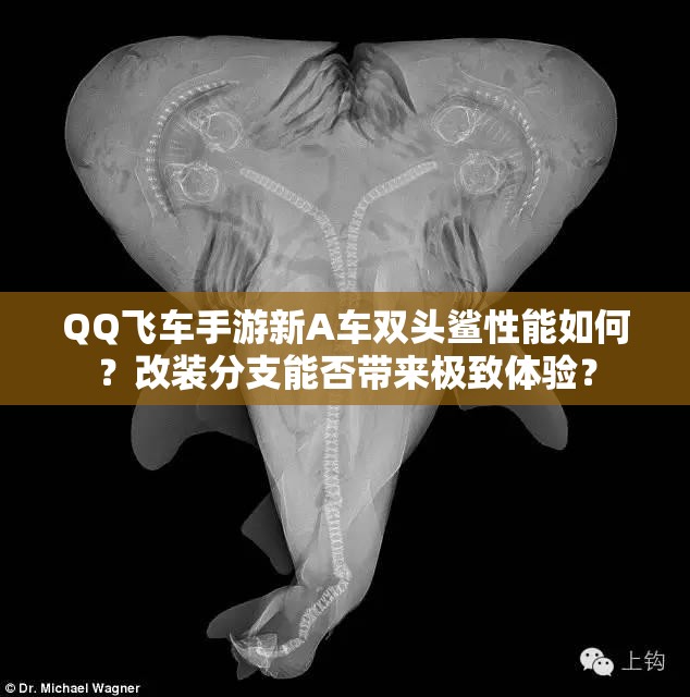 QQ飛車手游新A車雙頭鯊性能如何？改裝分支能否帶來(lái)極致體驗(yàn)？