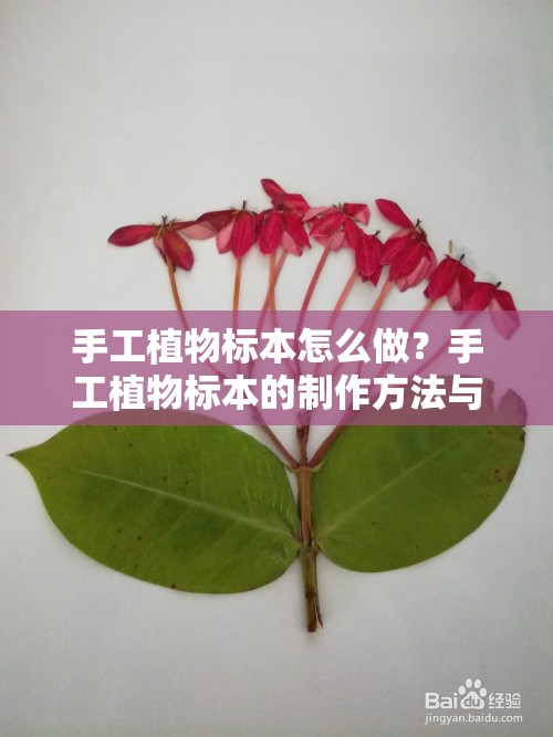 手工植物標(biāo)本怎么做？手工植物標(biāo)本的制作方法與技巧大揭秘