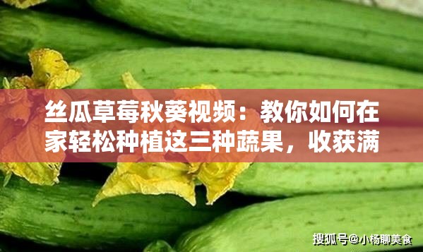絲瓜草莓秋葵視頻：教你如何在家輕松種植這三種蔬果，收獲滿滿的健康與美味