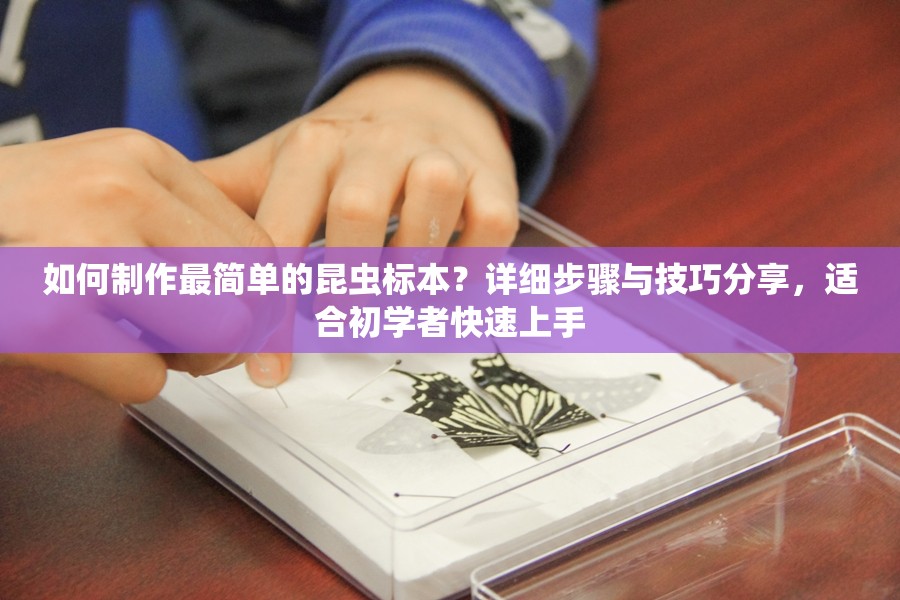 如何制作最簡單的昆蟲標本？詳細步驟與技巧分享，適合初學者快速上手