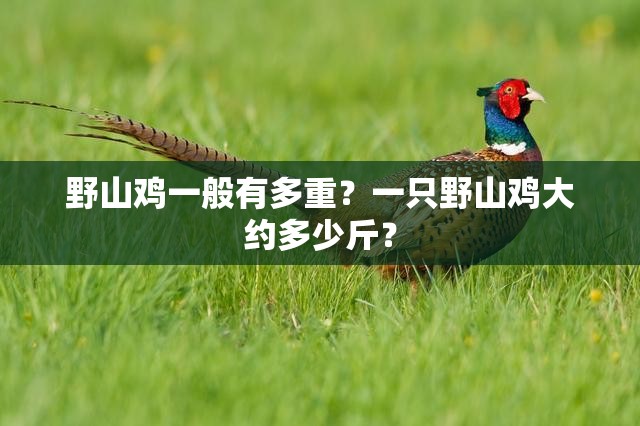 野山雞一般有多重？一只野山雞大約多少斤？