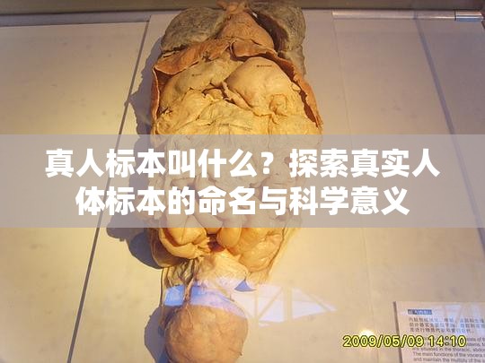 真人標本叫什么？探索真實人體標本的命名與科學(xué)意義