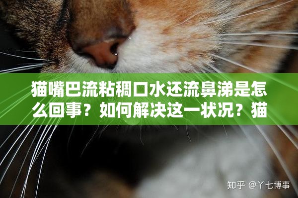 貓嘴巴流粘稠口水還流鼻涕是怎么回事？如何解決這一狀況？貓嘴巴流粘稠的口水且流鼻涕，是生病了嗎？原因及應(yīng)對(duì)方法貓嘴巴流粘稠口水、流鼻涕，究竟是什么導(dǎo)致？怎樣才能康復(fù)？