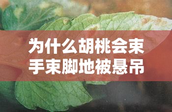 為什么胡桃會束手束腳地被懸吊起來呢？她是遭遇了什么危險嗎？這張圖片讓人不禁浮想聯(lián)翩
