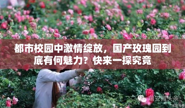都市校園中激情綻放，國產(chǎn)玫瑰園到底有何魅力？快來一探究竟