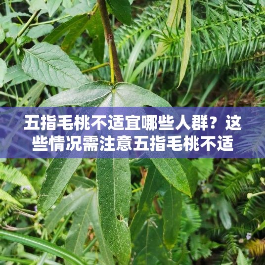五指毛桃不適宜哪些人群？這些情況需注意五指毛桃不適宜人群有哪些特點？了解清楚很重要五指毛桃不適宜人群究竟包括哪些？快來一探究竟