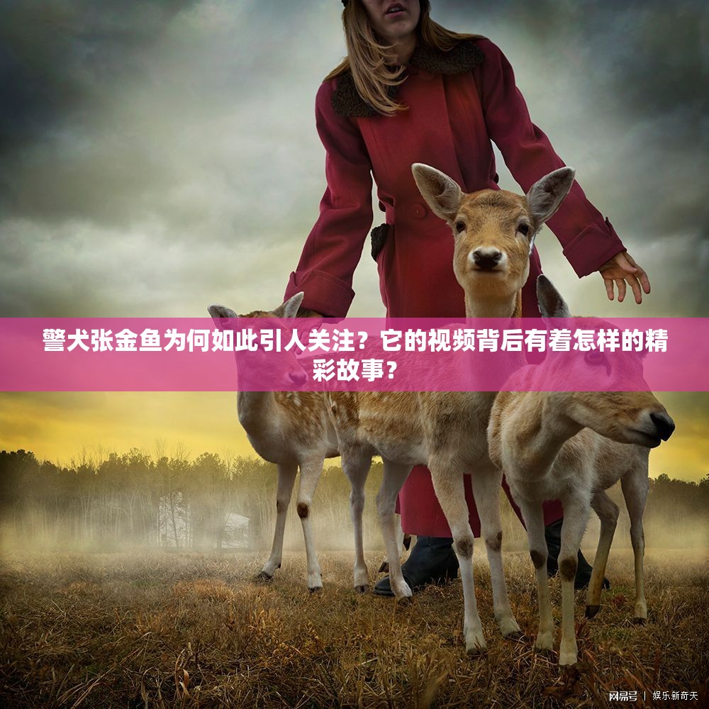 警犬張金魚為何如此引人關(guān)注？它的視頻背后有著怎樣的精彩故事？