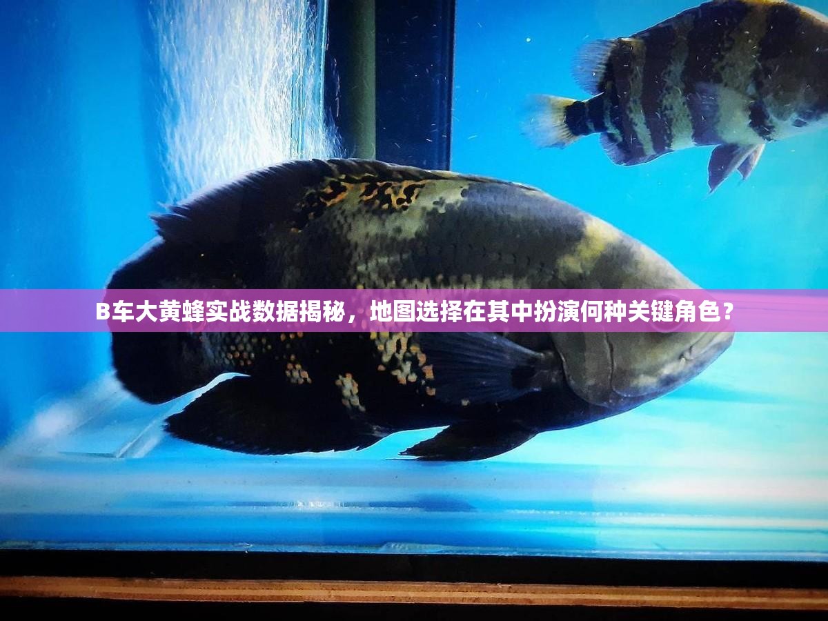 B車大黃蜂實(shí)戰(zhàn)數(shù)據(jù)揭秘，地圖選擇在其中扮演何種關(guān)鍵角色？