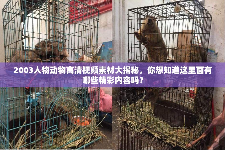 2003人物動物高清視頻素材大揭秘，你想知道這里面有哪些精彩內(nèi)容嗎？