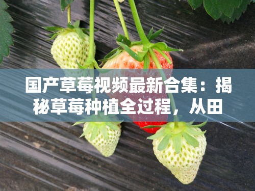 國產(chǎn)草莓視頻最新合集：揭秘草莓種植全過程，從田間到餐桌的綠色美味之旅