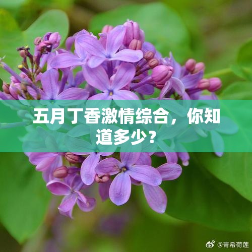 五月丁香激情綜合，你知道多少？