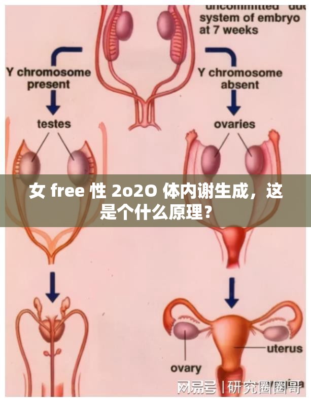 女 free 性 2o2O 體內(nèi)謝生成，這是個(gè)什么原理？
