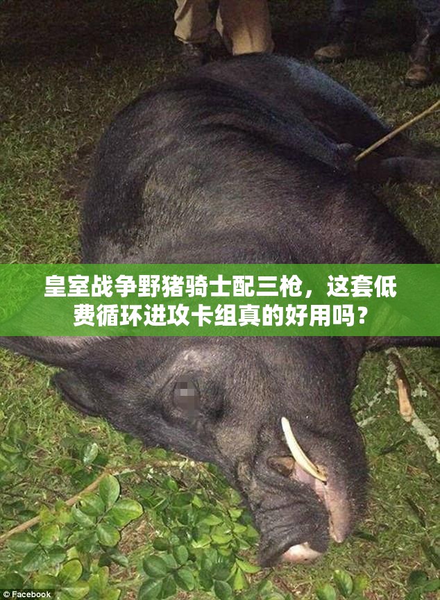 皇室戰(zhàn)爭(zhēng)野豬騎士配三槍，這套低費(fèi)循環(huán)進(jìn)攻卡組真的好用嗎？