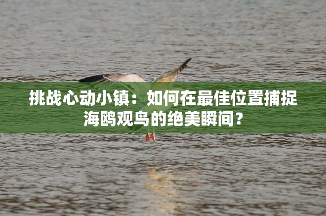 挑戰(zhàn)心動小鎮(zhèn)：如何在最佳位置捕捉海鷗觀鳥的絕美瞬間？
